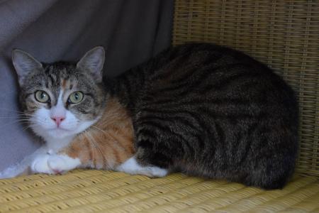 Pamina