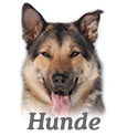 Hunde