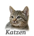 Katzen