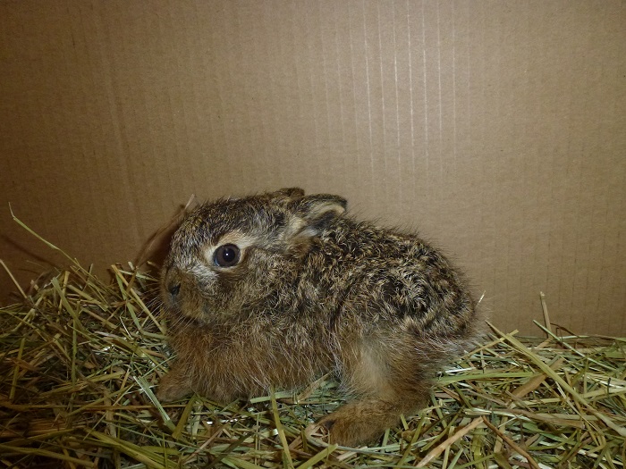 Finger weg von Wildtierjungen!