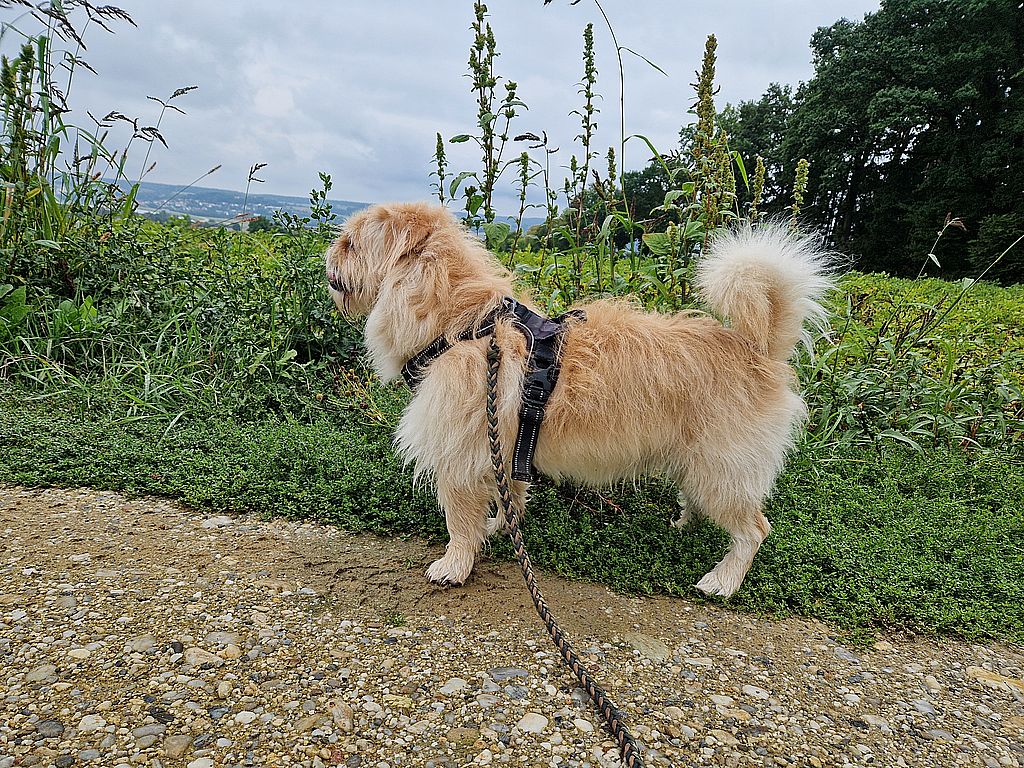 Neue Gassigeher willkommen