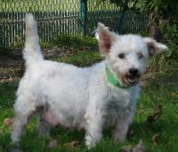 Leb wohl, kleine Hundedame