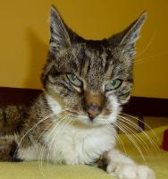 Katzenomi Kunigunde