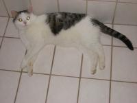 Kater Tommy