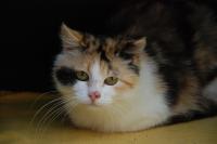 Bella