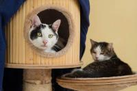 Weltkatzentag im Quellenhof Passbrunn Weltkatzentag im Quellenhof Passbrunn