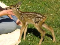Infoabend „Wildtierhilfe – aber richtig muss sie sein“ am 12. März 2018 Infoabend „Wildtierhilfe – aber richtig muss sie sein“ am 12. März 2018