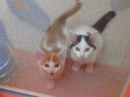 Sammy und Freddy (Pop und Corn)