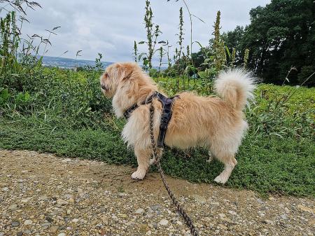 Neue Gassigeher willkommen