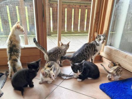 Alles für die Katz
