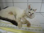 Warnung, Katzenhasser zu Gange