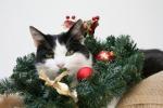 Frohe Weihnachten